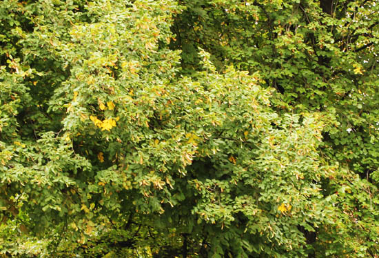 绿源能源环境科技集团有限公司